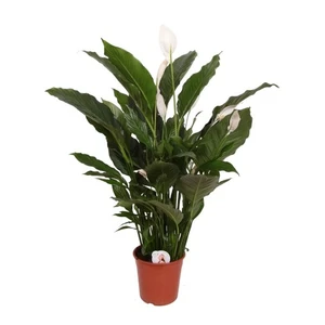 Spathiphyllum 'Sweet Sebastiano' 24cm