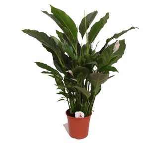 Spathiphyllum 'Sweet Sebastiano' 24cm