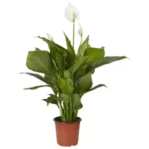 Spathiphyllum 'Sweet Silvio' - image 1