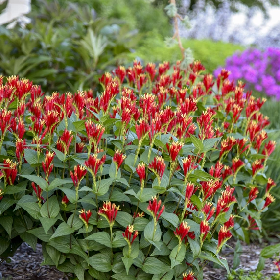 Picture - Walter's Gardens, Inc.