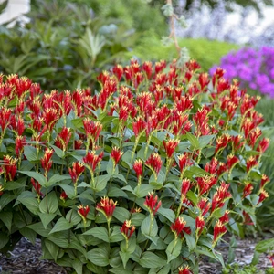Picture - Walter's Gardens, Inc.