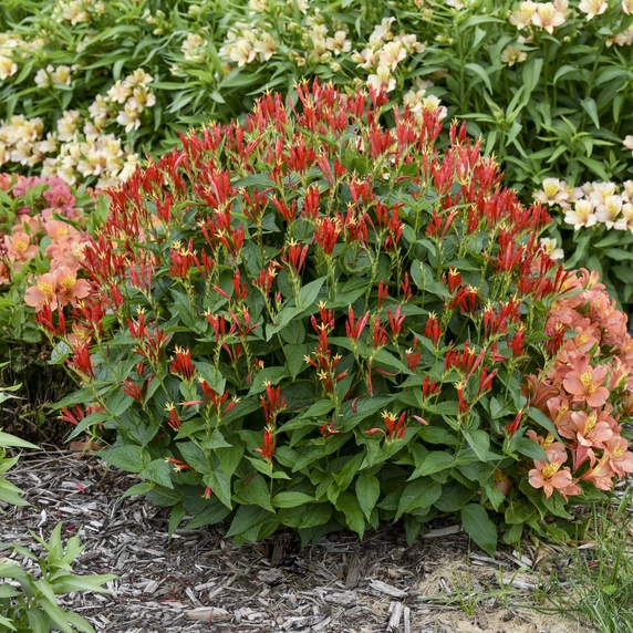 Picture - Walter's Gardens, Inc.