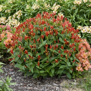Picture - Walter's Gardens, Inc.
