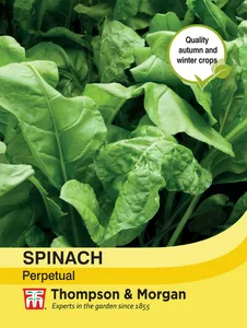 Spinach Perpetual - image 1