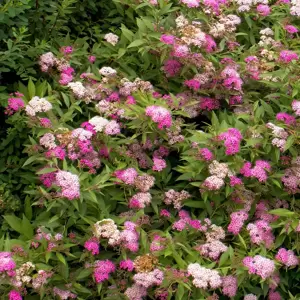 Spiraea 'Anthony Waterer' - image 1