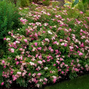 Spiraea 'Anthony Waterer' - image 3