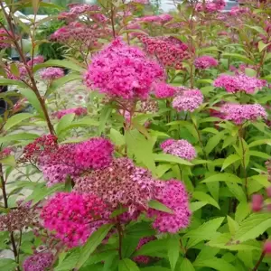 Spiraea 'Anthony Waterer' - image 2