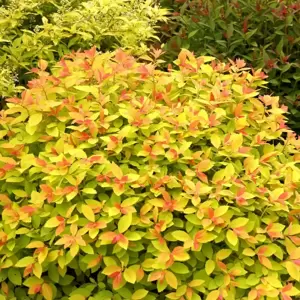 Spiraea 'Double Play Big Bang' 3L - image 2