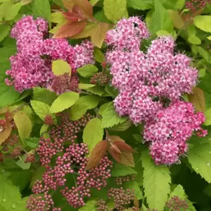 Spiraea 'Double Play Big Bang' 3L - image 3