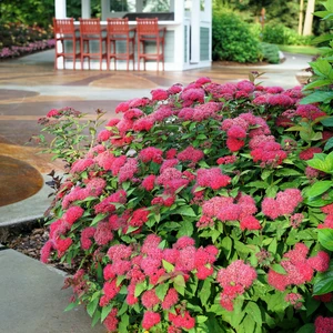 Image Credit: Proven Winners