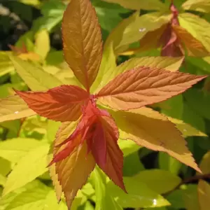 Spiraea 'Firelight' - image 1