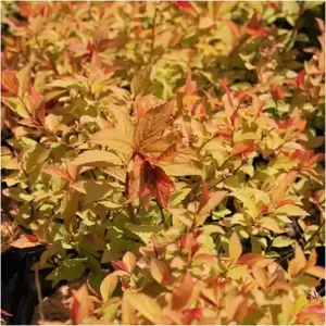 Spiraea 'Firelight' - image 2