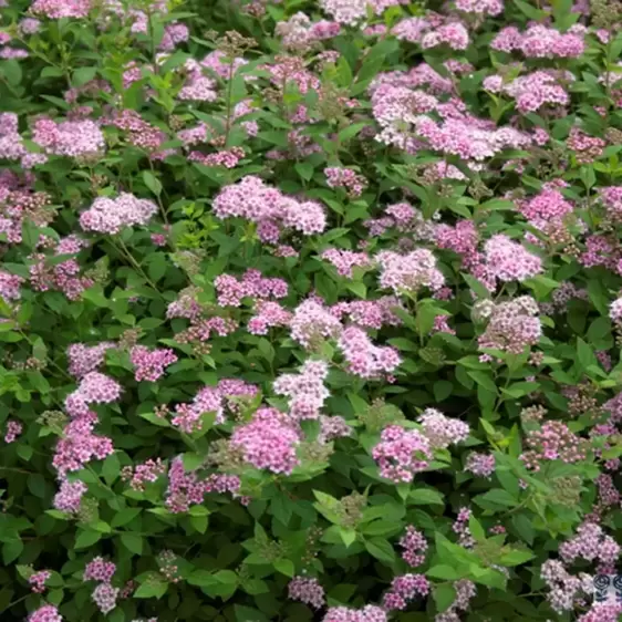 Spiraea japonica 'Little Princess' 3L - image 4