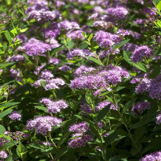 Spiraea japonica 'Little Princess' 3L - image 3