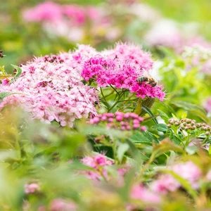 Spiraea japonica 'Little Princess' 3L - image 5