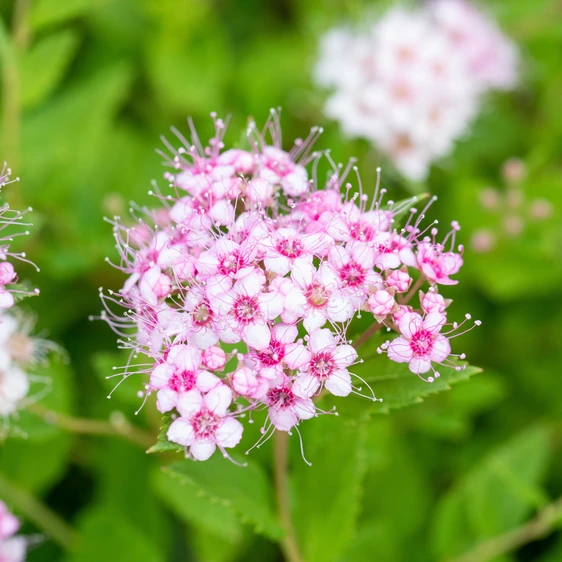 Spiraea japonica 'Little Princess' 3L - image 2