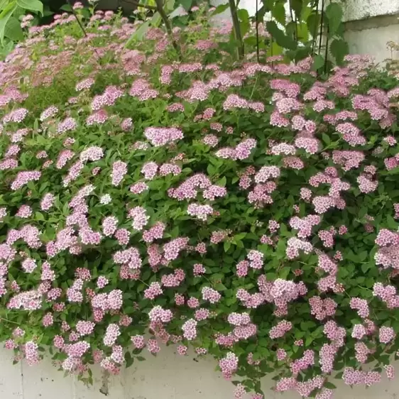 Spiraea japonica 'Little Princess' 3L - image 5