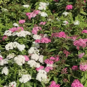 Spiraea 'Shirobana' - image 2