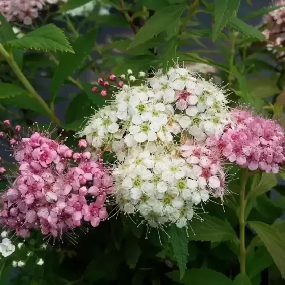 Spiraea 'Shirobana' - image 1