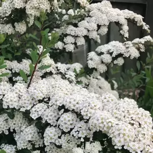 Spiraea 'Snowmound' 3L - image 1