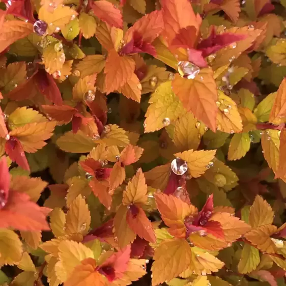 Spiraea 'Walberton's Magic Carpet' 2L - image 1