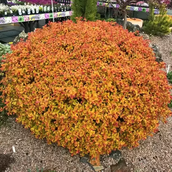 Spiraea 'Walberton's Magic Carpet' 3.4L - image 2