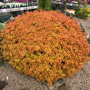 Spiraea 'Walberton's Magic Carpet' 2L - image 2