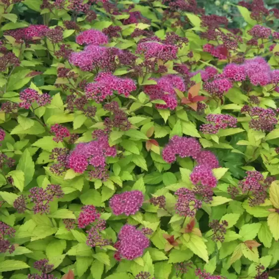 Spiraea 'Walberton's Magic Carpet' 3.4L - image 3