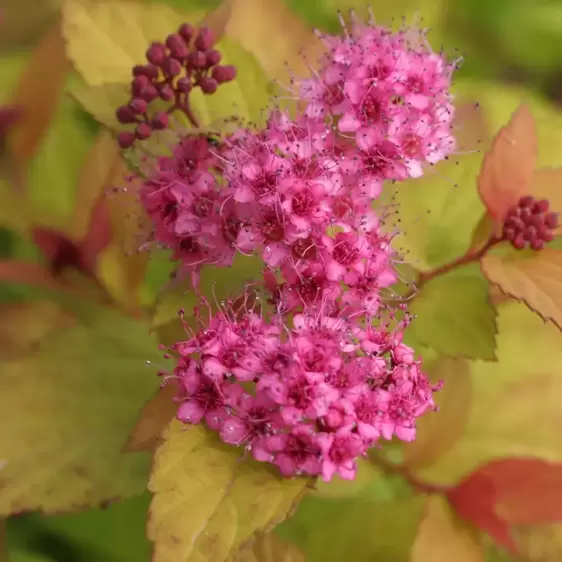 Spiraea 'Walberton's Magic Carpet' 2L - image 4