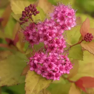 Spiraea 'Walberton's Magic Carpet' 2L - image 4