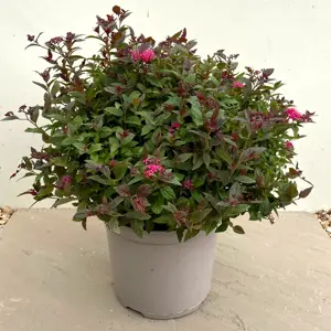 Spiraea 'Walberton's Plum Carpet' 2L - image 3