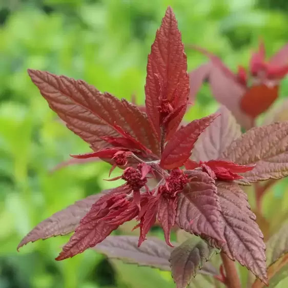 Spiraea 'Walberton's Plumtastic' 2L - image 2