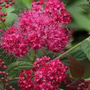 Spiraea 'Walberton's Plumtastic' 7.5L - image 2