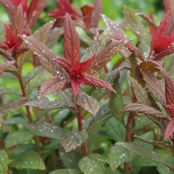 Spiraea 'Walberton's Plumtastic' 2L - image 3