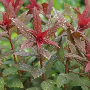 Spiraea 'Walberton's Plumtastic' 7.5L - image 3