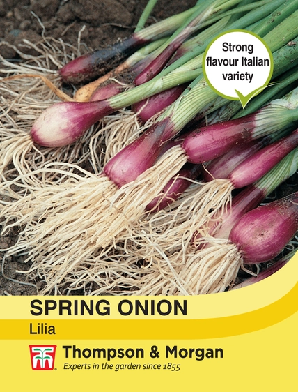 Spring Onion Lilia - image 1