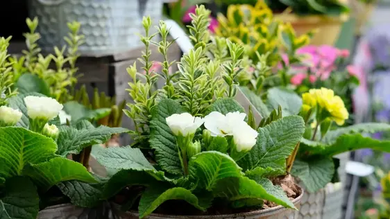 Spring Planter Workshop