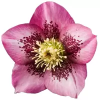 Spring Promise® Series (SP®)