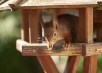Squirrel Proof Feeders