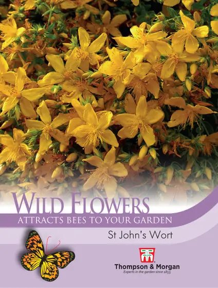 St Johns Wort - image 1