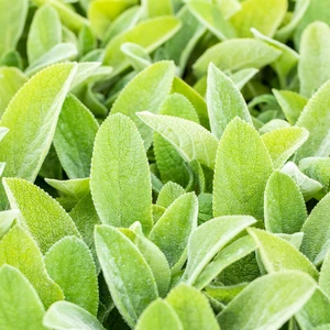 Stachys byzantina 'Big Ears' - image 1
