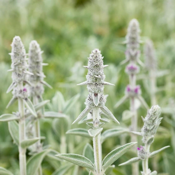 Stachys byzantina 'Big Ears' - image 2