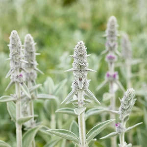 Stachys byzantina 'Big Ears' - image 2