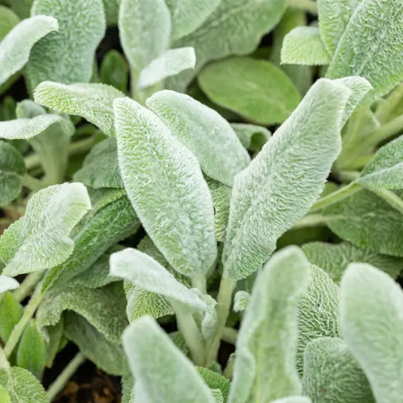Stachys byzantina 3L - image 2