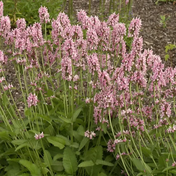 Image Credit: Plants Nouveau