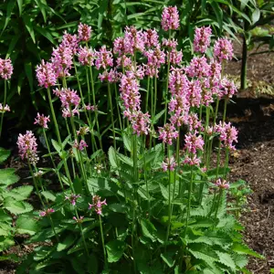 Image Credit: Plants Nouveau