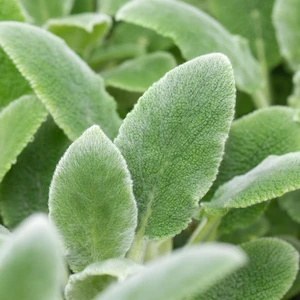 Stachys byzantina 'Silver Carpet' 2L
