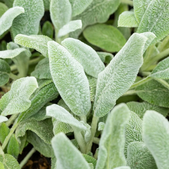 Stachys byzantina 'Silver Carpet' 1L - image 2