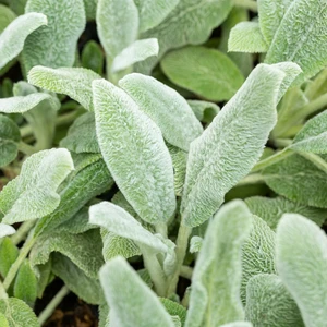 Stachys byzantina 'Silver Carpet' 1L - image 2