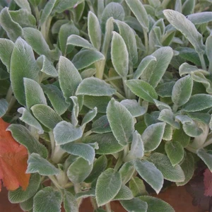 Stachys byzantina 'Silver Carpet'